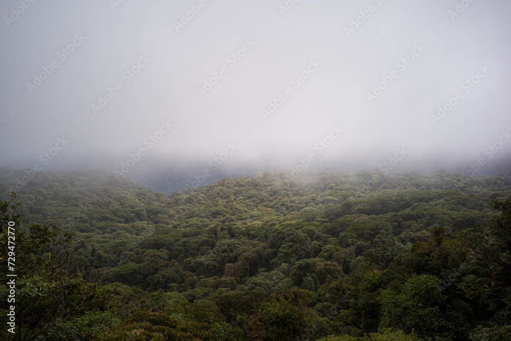 Misty Jungle