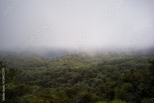 Misty Jungle