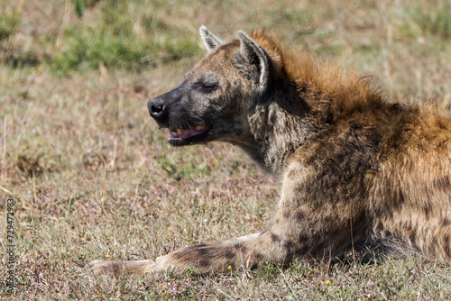 side view portrait of a hyena in Maasai Mara NP