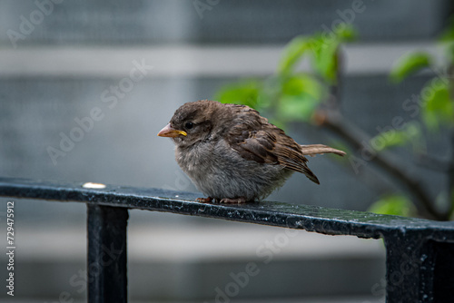 sparrow on a fence (ID: 729475912)