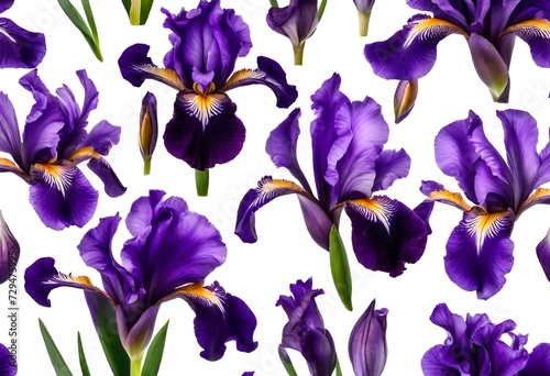 iris flowers on white