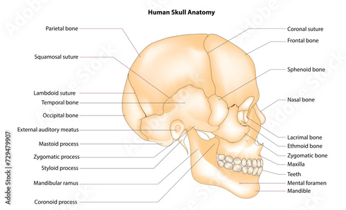 Human skull anatomy (lateral view of skull) photo