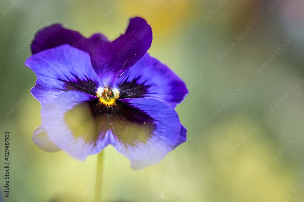 Nahaufnahme eines Garten-Stiefmütterchen Blume mit bunten Blüten in einem Blumengarten, Deutschland