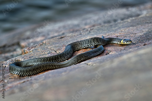 Grass snake basking on the rock