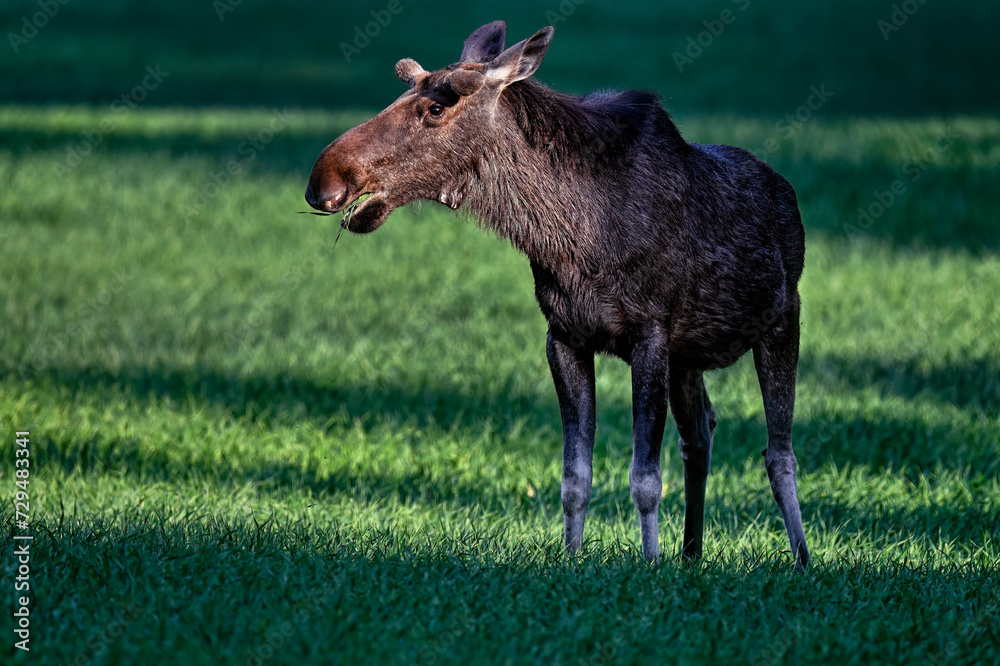 A Moose bull grazes at dusk