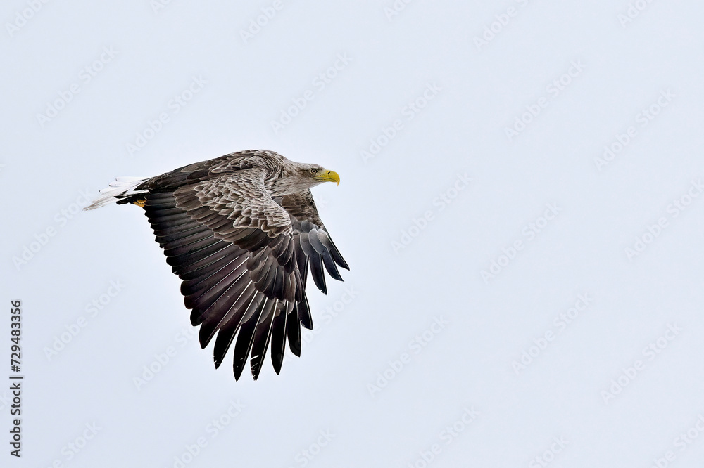 White-tailed eagle in full swing White-tailed eagle in full swing
