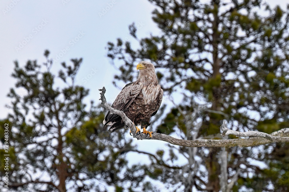 White-tailed eagle at the tree top White-tailed eagle at the tree top