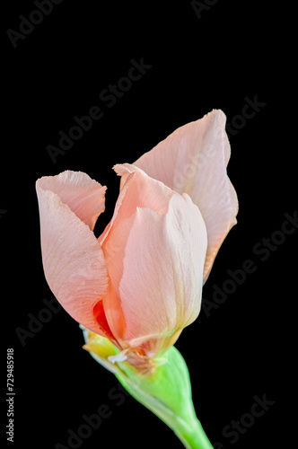 Partially Opened White Iris Bloom