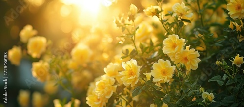 Yellow flowers bloom beautifully amidst white, creating a picturesque scene with abundant greenery and a radiant sun.