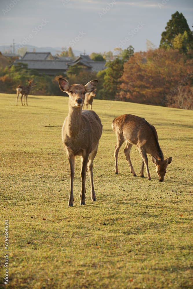 Fototapeta premium Deer in Japanese Park