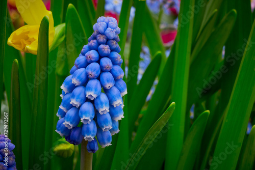 Blue Muscari aucheri  ( Grape Hyacinth ). Spring flowers