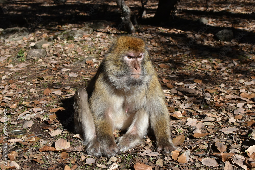 Obraz premium Mono del Atlas