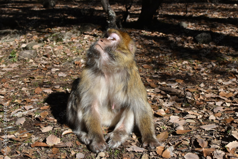 Fototapeta premium Mono del Atlas