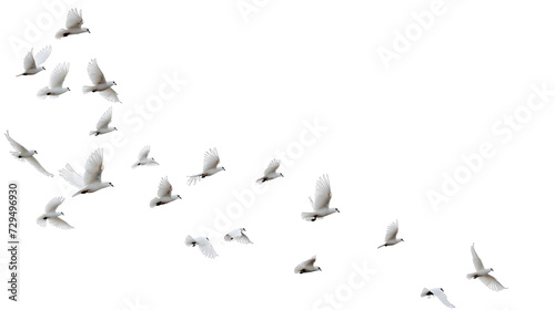 A group of doves flying in the sky, in png transparent © john