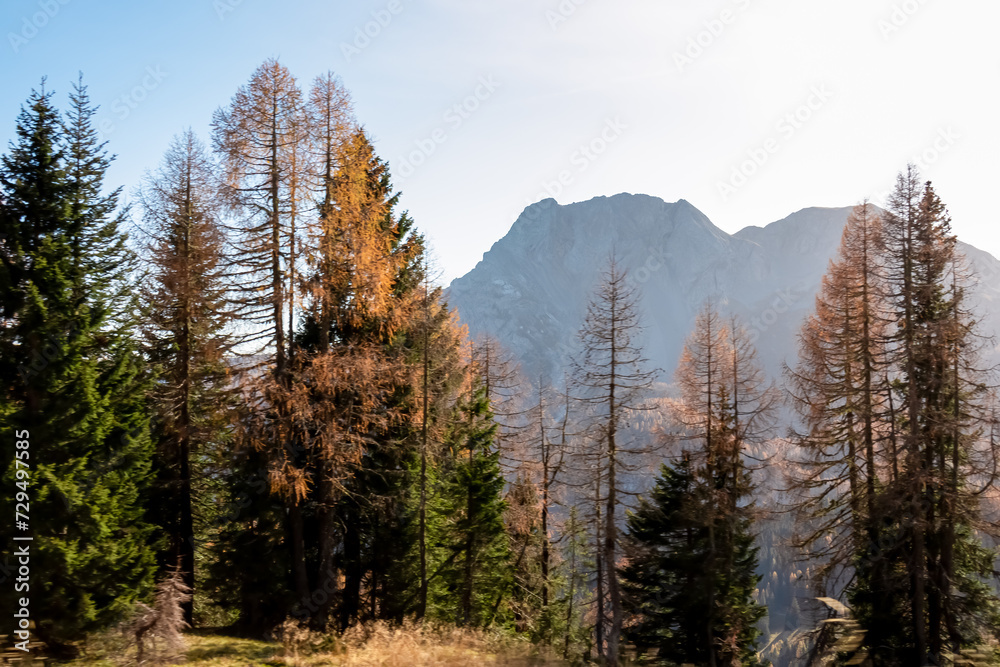 Hiking trail along golden alpine meadows and forest in autumn. Scenic view of majestic mountains of Carnic Alps in Sauris di Sopra, Friuli Venezia Giulia, Italy. Tranquil atmosphere in Italian Alps Hiking trail along golden alpine meadows and forest in autumn. Scenic view of majestic mountains of Carnic Alps in Sauris di Sopra, Friuli Venezia Giulia, Italy. Tranquil atmosphere in Italian Alps