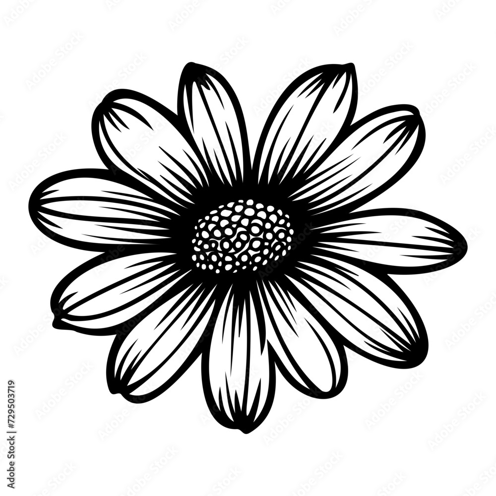 Vector illustration of daisy flower Vector illustration of daisy flower