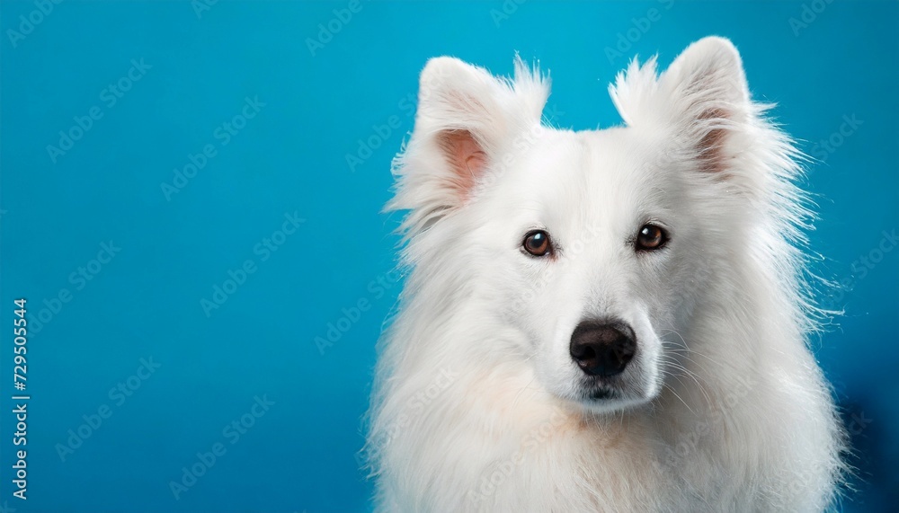 Portrait of cute white fluffy dog on blue background. Adorable pet.