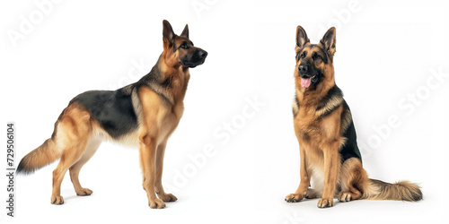 Dog German Shepherd