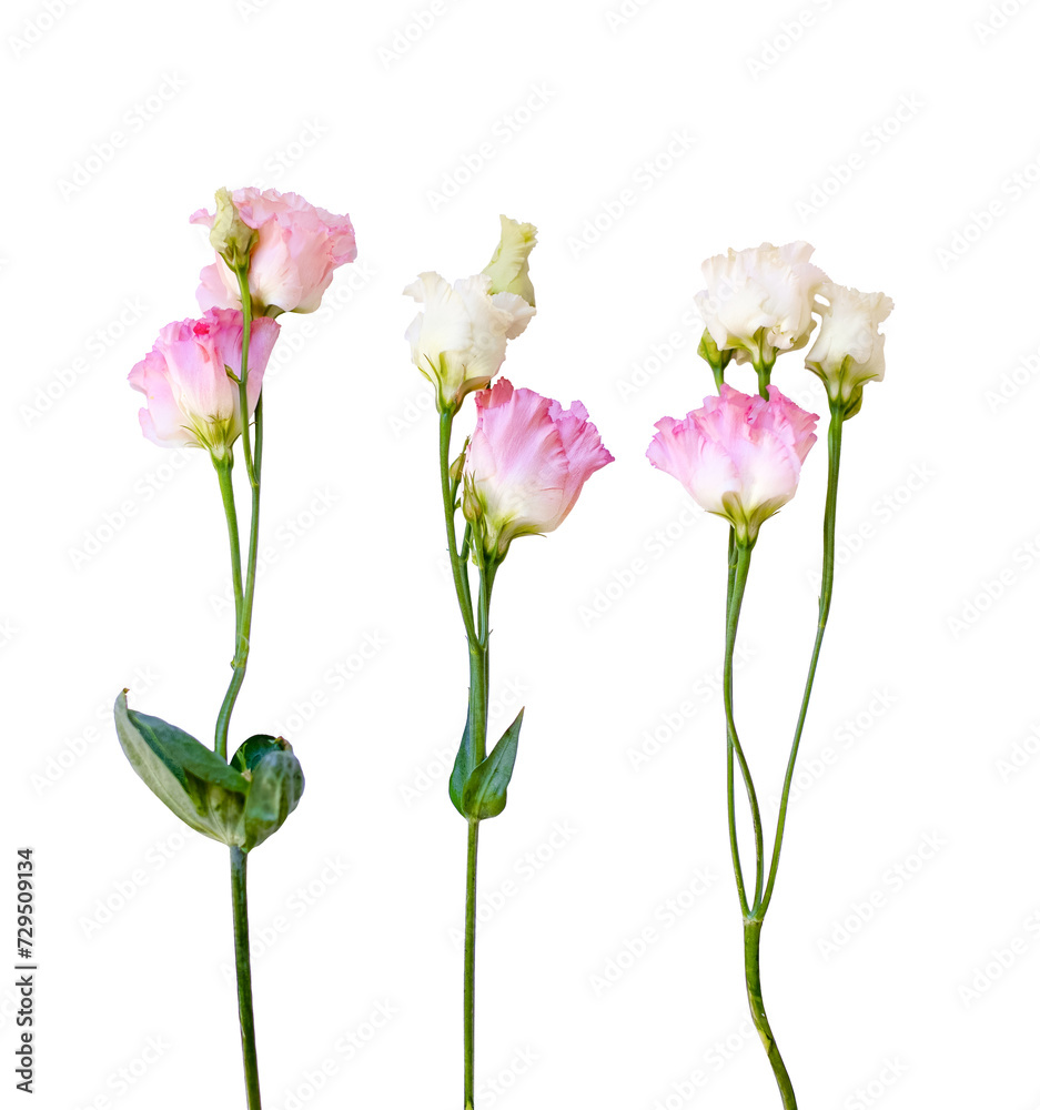 Beautiful eustoma flowers isolated on white background, space for copy. Blooming isolated flowers, pink and white buds on white background