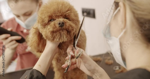 Professional Pet groomer making cute Poodle dog haircut with scissors. Woman doing hairstyle pet hairdresser. grooming salon. The amusing canine sat calmly at the grooming salon or veterinary clinic. photo