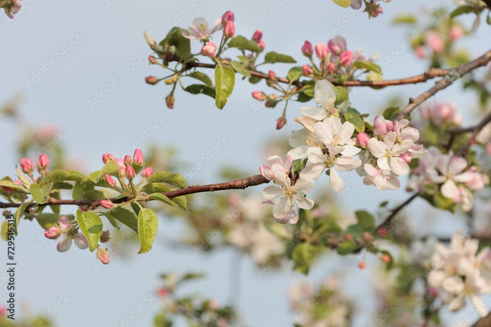 Apple Blossoms Apple Blossoms