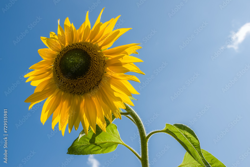 bright yellow sunflower heads with blue sky in the background bright yellow sunflower heads with blue sky in the background
