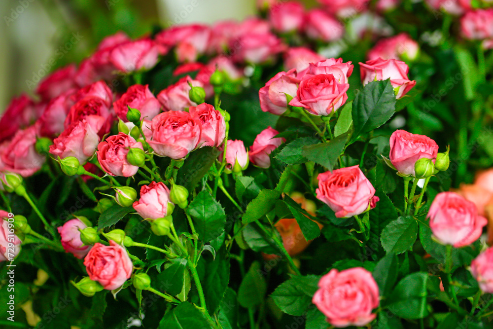 Pink Flowers With Green Leaves in Copy Space Pink Flowers With Green Leaves in Copy Space