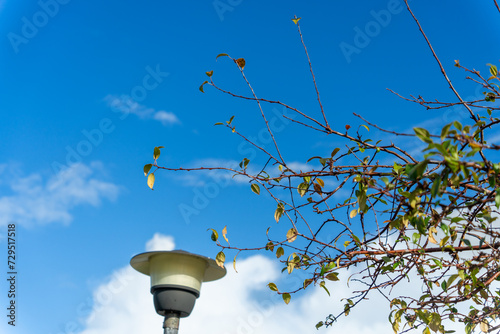 Branches against Bright Blue Sky in Early February