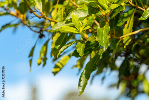 Green Leaf against Bright Blue Sky 