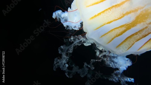 Southamerican sea nettle Jellyfish (Chrysaora plocamia), 4K UHD