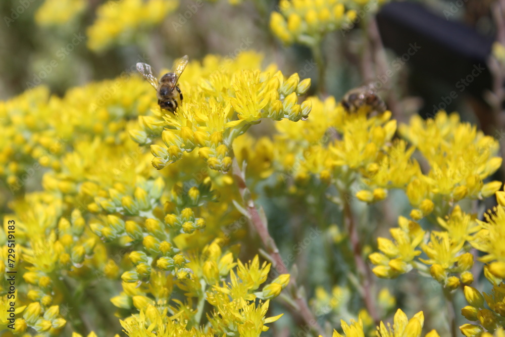 Honey bees on yellow flowers in summer Honey bees on yellow flowers in summer