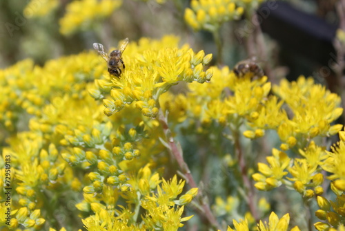 Honey bees on yellow flowers in summer 