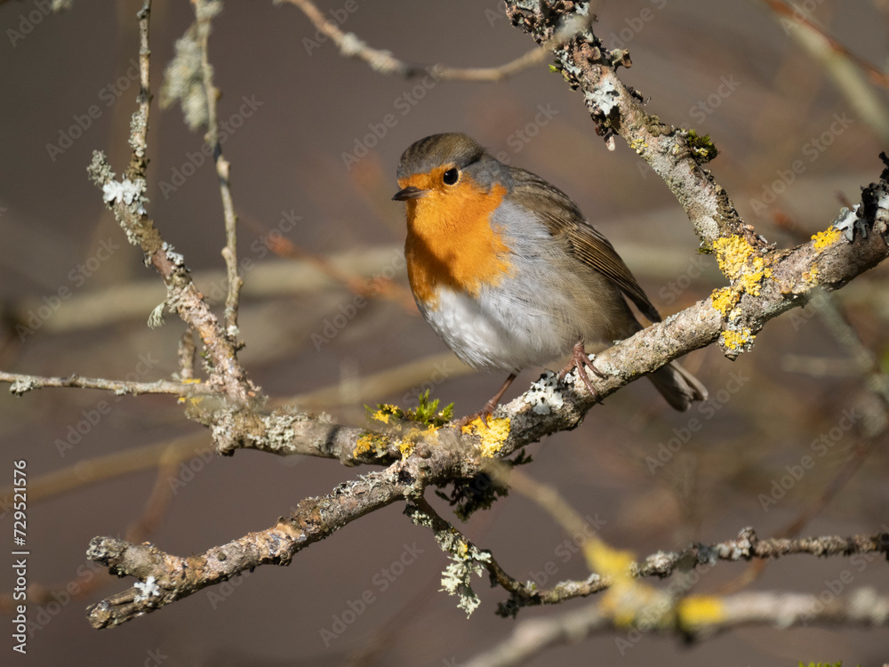 Rotkehlchen (Erithacus rubecula)