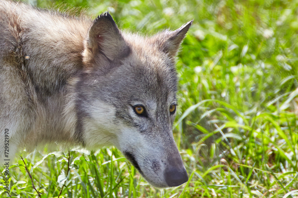 Fototapeta premium Alert Grey Wolf in Natural Habitat with Lush Greenery - Close-up View