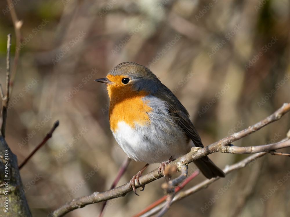 Rotkehlchen (Erithacus rubecula)