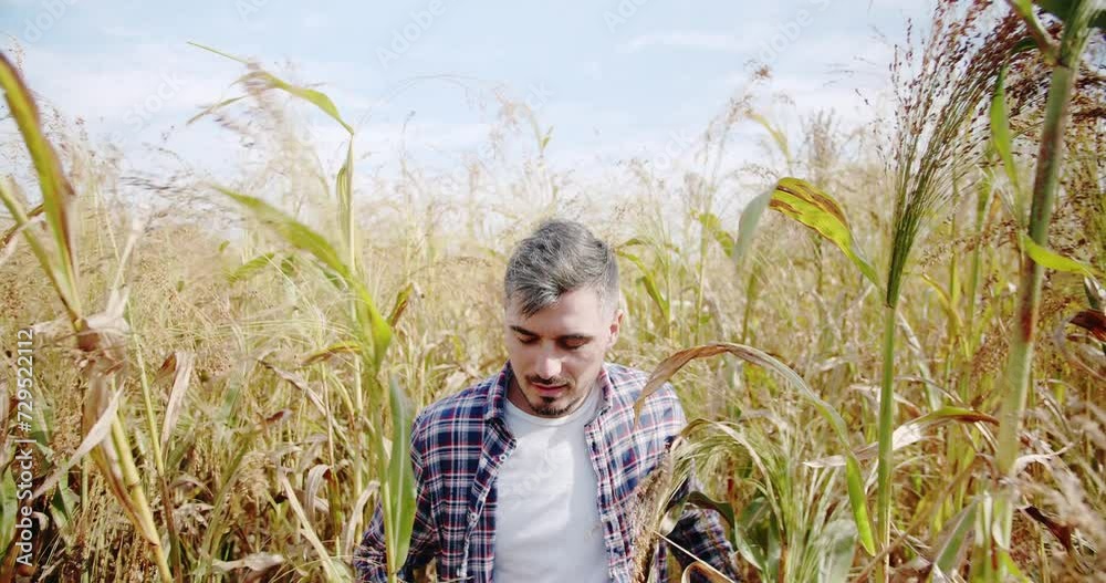 Green wheat crop germ agriculture industry. Young farmer walk on field agriculture. Concept of agribusiness. Business agriculture harvesting concept. quality control green sorghum farm. Green wheat crop germ agriculture industry. Young farmer walk on field agriculture. Concept of agribusiness. Business agriculture harvesting concept. quality control green sorghum farm.