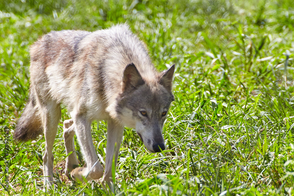 Fototapeta premium Alert Grey Wolf in Grassy Habitat, Eye-Level Perspective