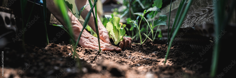 Low angle view of female hands planting green lettuce seedling in a fertile soil - obrazy, fototapety, plakaty 