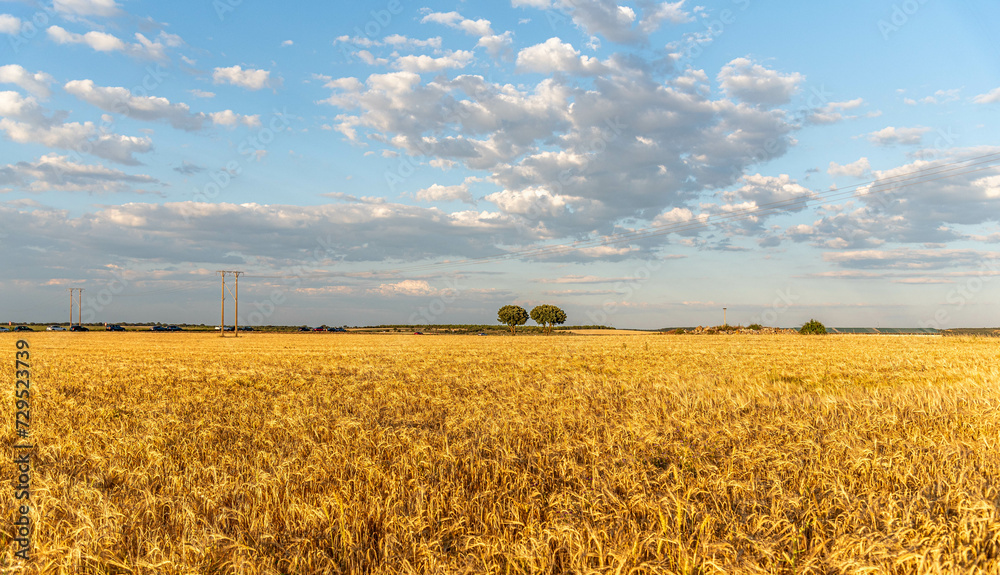 The Castilian plateau extends endless fields planted with wheat, Cabezamesada, Toledo The Castilian plateau extends endless fields planted with wheat, Cabezamesada, Toledo