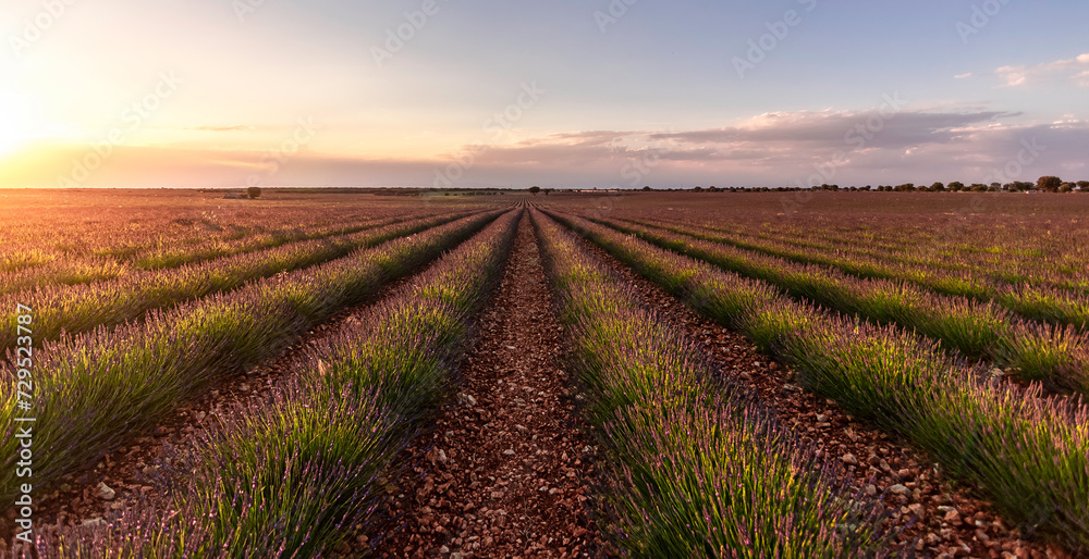 Lavender fields in bloom, full bloom of lavender in the fields of Brihuega, Guadalajara, Spain