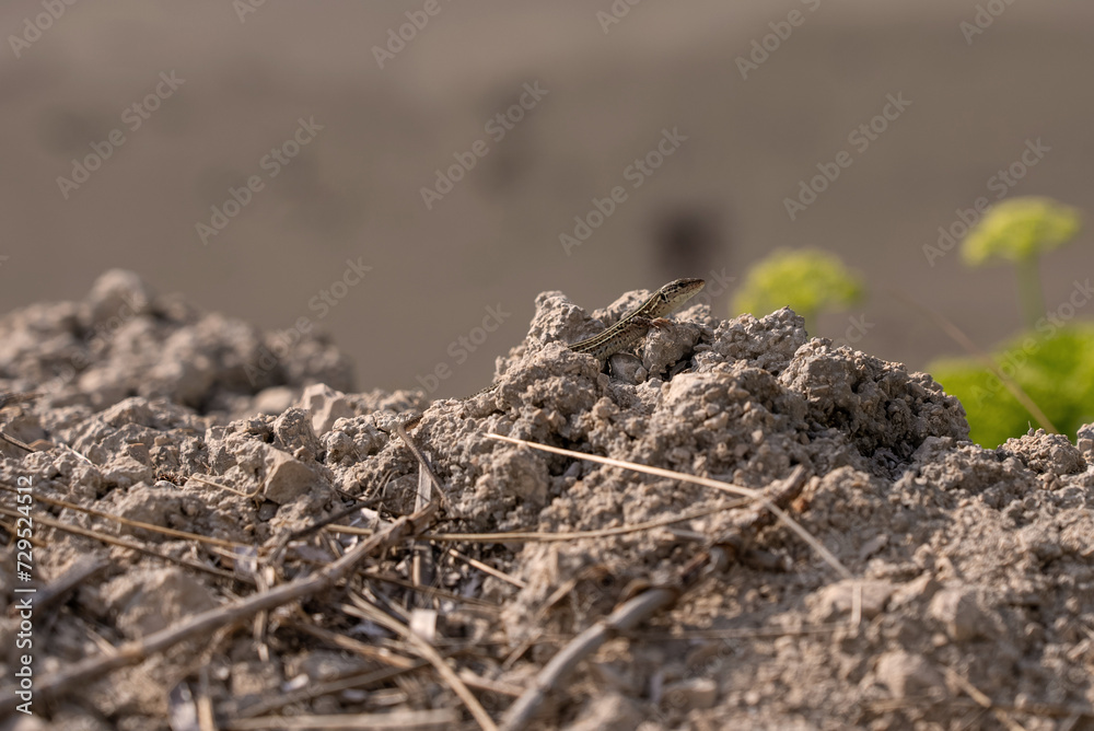Lizard head on stone. Lizard on stone. Lizard on the sand in the wild. Close-up. Lizard head on stone. Lizard on stone. Lizard on the sand in the wild. Close-up.