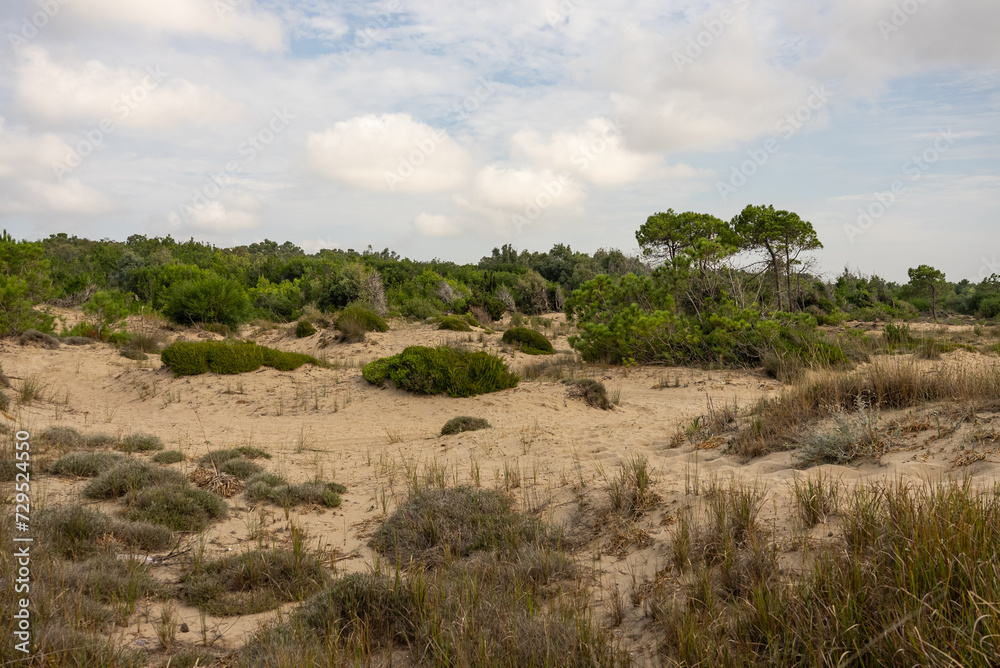 Pine trees in the dunes of the island Zakynthos. Laganas, Greece, Zante. Pine trees in the dunes of the island Zakynthos. Laganas, Greece, Zante.