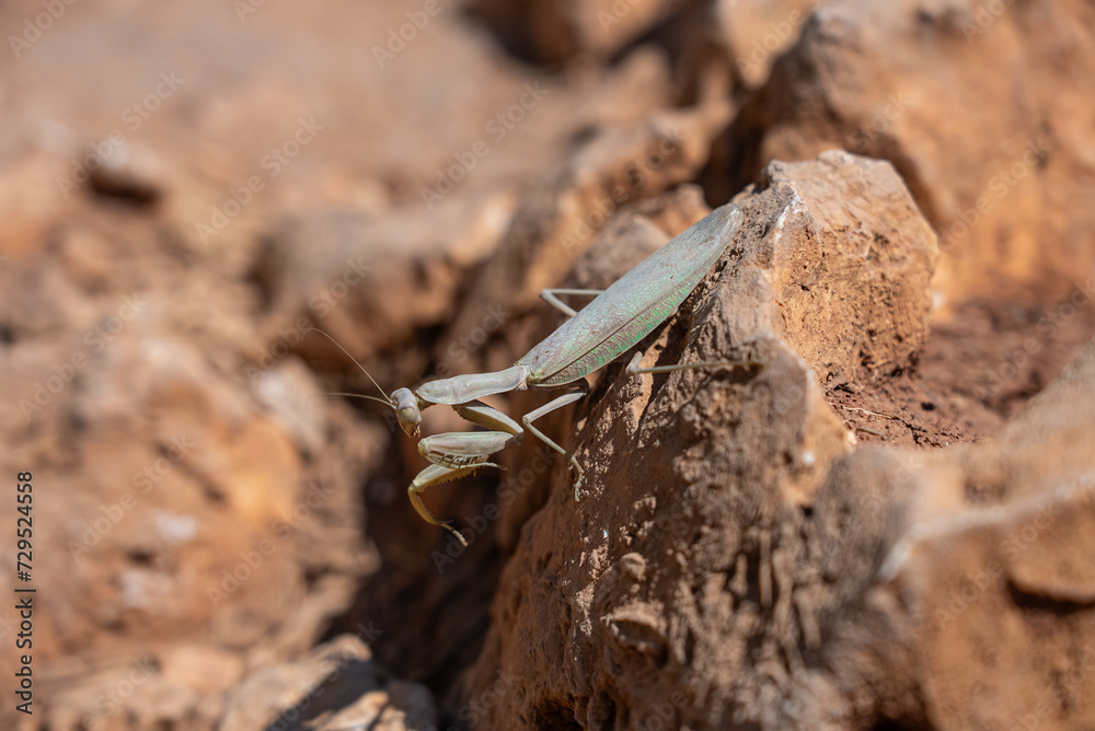 Praying mantis (Mantis religiosa) on the ground. Mantis sitting on stone rock.Mantis in greece island. Praying mantis (Mantis religiosa) on the ground. Mantis sitting on stone rock.Mantis in greece island.