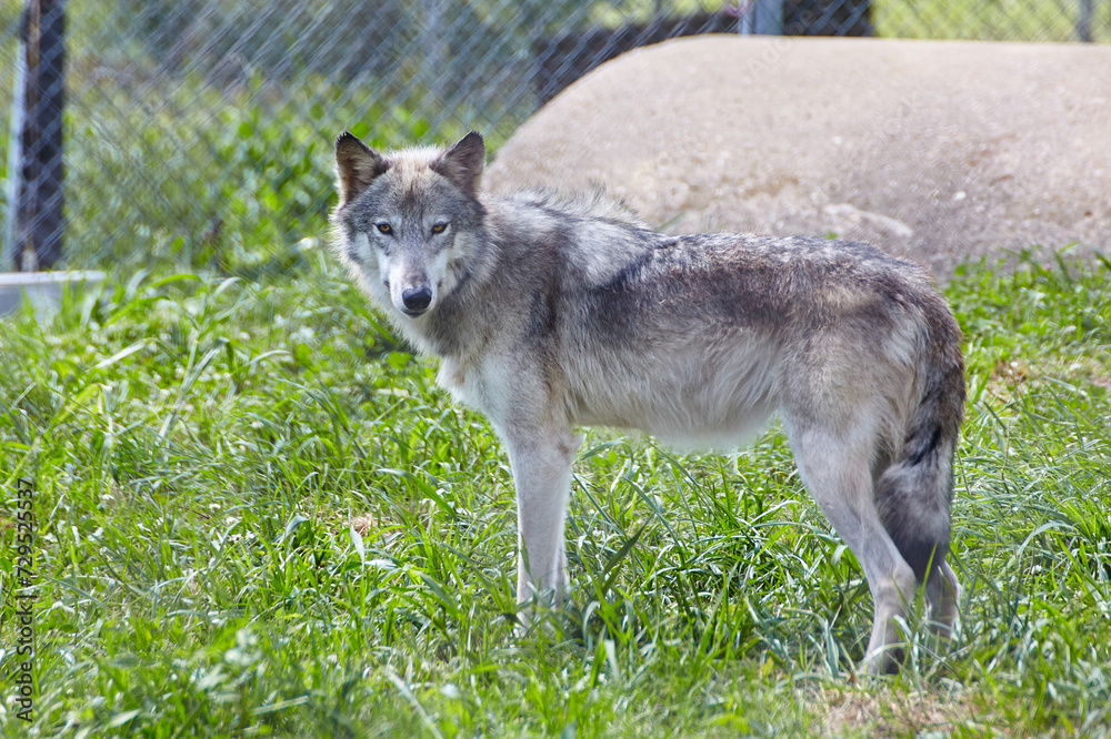 Obraz premium Alert Gray Wolf Gaze in Sanctuary, Eye-Level Perspective