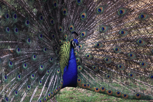 Royal Peacock Pavo cristatus, Pavone reale photo