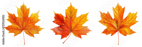 Autumn Maple Leaf Set Isolated on Transparent or White Background, PNG
