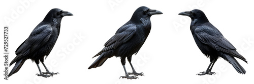 Black Crows Isolated Bird Set Isolated on Transparent or White Background, PNG