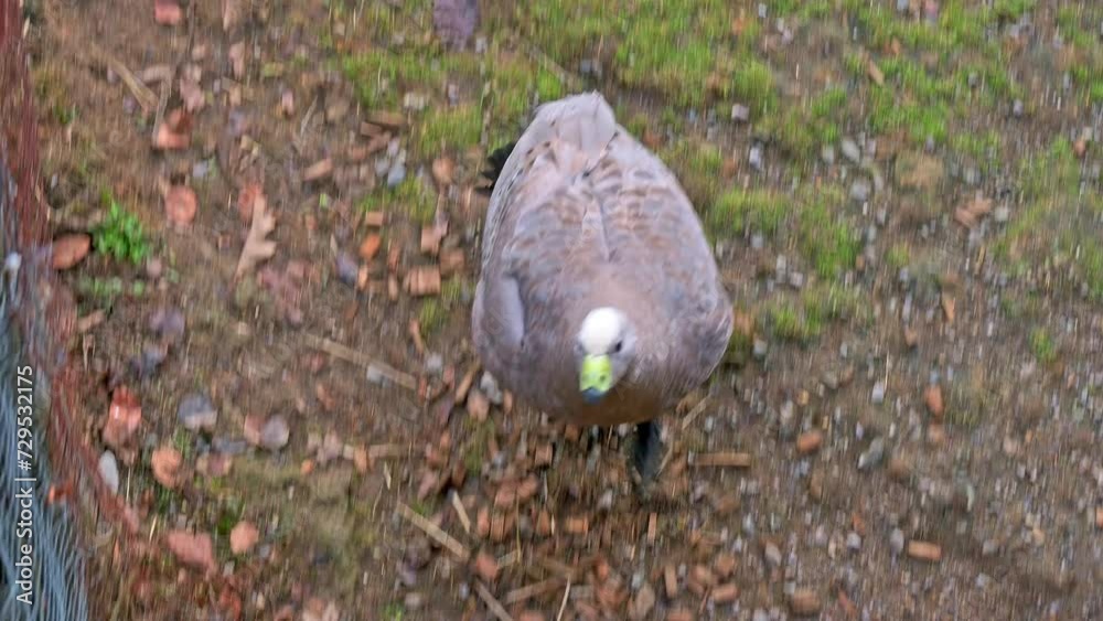 The Cape Barren goose (Cereopsis novaehollandiae) is a large goose resident in southern Australia. The Cape Barren goose (Cereopsis novaehollandiae) is a large goose resident in southern Australia.