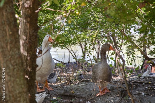 Geese on the farm