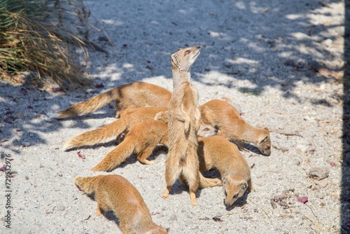 Mongooses in the sand